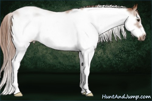 Horse Color: Liver Chestnut Sabino Frame 