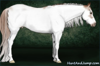 Horse Color:Liver Chestnut Sabino Frame 