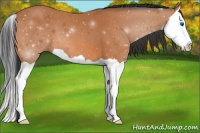 Horse Color:Bay Splash