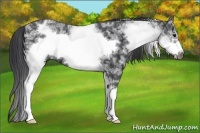 Horse Color:White Spotted Black Ice Frame 