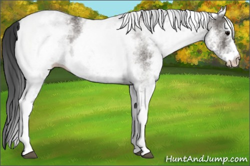 Horse Color: White Spotted Grullo 