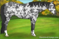 Horse Color:Black Ice 