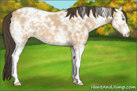 Horse Color:White Spotted Amber Cream Champagne Ice