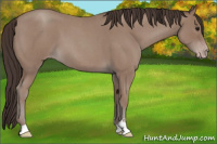 Horse Color:Classic Champagne Roan Sabino
