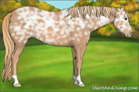 Horse Color:Chestnut Ice 