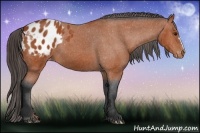 Horse Color:Bay Appaloosa 