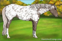 Horse Color:Silver Black Appaloosa 