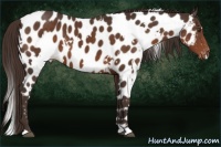 Horse Color:White Spotted Liver Chestnut Appaloosa