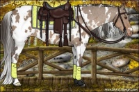 Horse Color:White Spotted Liver Red Dun Appaloosa 