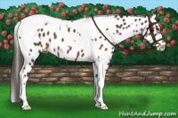 Horse Color:White Spotted Liver Chestnut Tobiano Near Leopard 