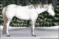 Horse Color:Gray White Spotted Chestnut Ice Rabicano 