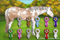 Horse Color:Bay Pearl Sabino 