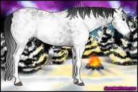 Horse Color:Gray White Spotted Grullo Ice Rabicano 