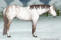Horse Color:Gray White Spotted Red Dun Ice Rabicano