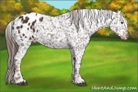 Horse Color:Liver Chestnut Appaloosa 