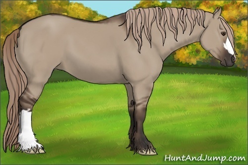 Horse Color: Liver Red Dun 