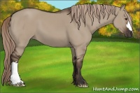 Horse Color:Liver Red Dun 