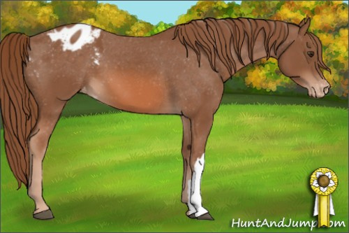 Horse Color: Unknown 