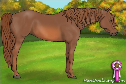 Horse Color: Unknown 