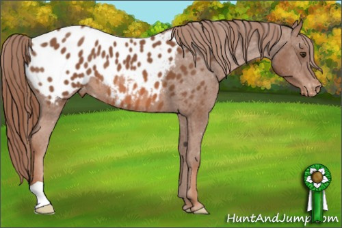 Horse Color: Liver Chestnut Blanket 