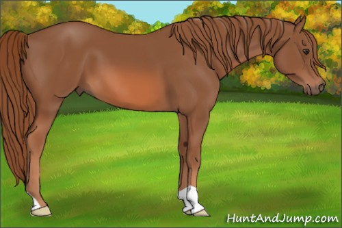 Horse Color: Liver Chestnut 