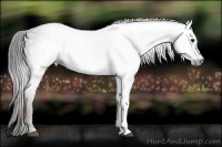 Horse Color:Gray Nacre Black 
