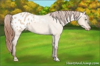 Horse Color:Amber Champagne Dun Appaloosa 