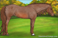 Horse Color:Liver Chestnut Appaloosa 
