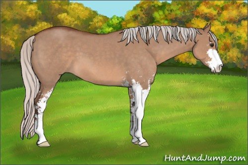 Horse Color: Silver Brown Roan Dun Sabino 