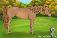 Horse Color:Chestnut  Brindle