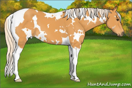 Horse Color: White Spotted Chocolate Palomino Tobiano 
