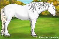 Horse Color:White Spotted Buckskin Pearl Appaloosa 