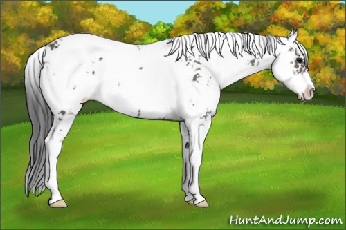 Horse Color: Black Sabino 