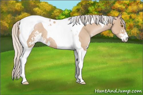 Horse Color: Silver Grullo Pearl Sabino Tobiano 