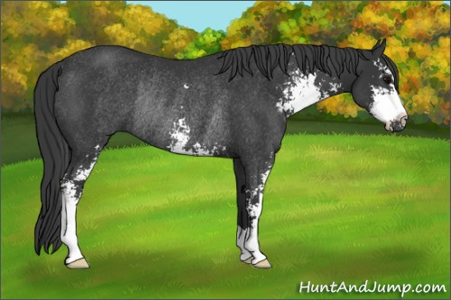 Horse Color: Brown Sabino Rabicano 