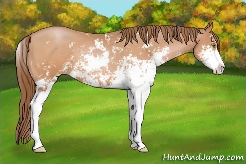 Horse Color: Bay Pearl Sabino 