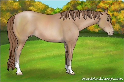 Horse Color: Black Pearl Sabino 