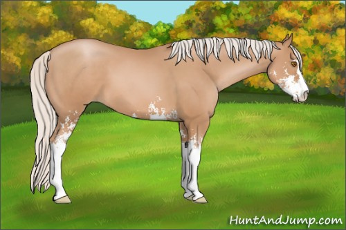 Horse Color: Silver Black Pearl Sabino 
