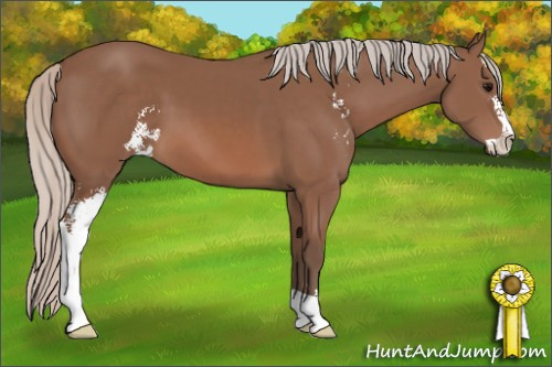 Horse Color: Silver Black Sabino 