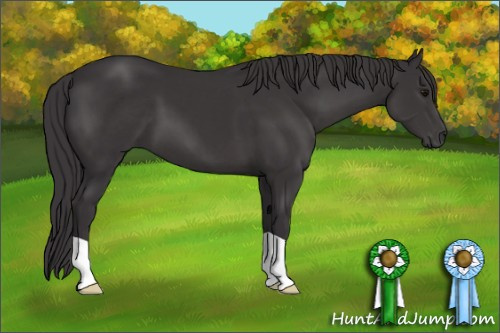 Horse Color: Smoky Black 