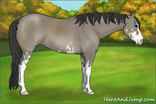 Horse Color: Grullo Sabino 