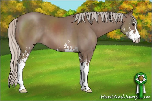 Horse Color: Silver Black Sabino 