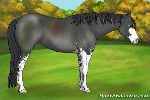 Horse Color: Black Sabino 