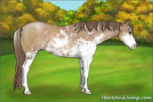 Horse Color: Black Pearl Sabino 