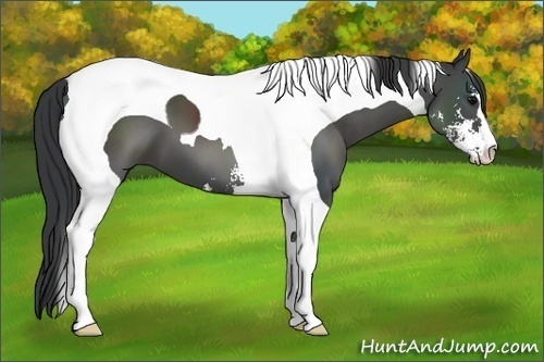 Horse Color: Black Sabino Tobiano 
