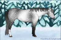 Horse Color:Gray Black 