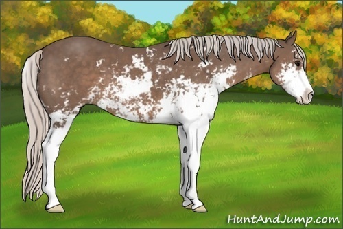 Horse Color: Silver Black Sabino 
