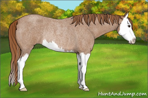 Horse Color: Red Roan Splash Rabicano 