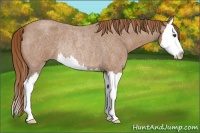 Horse Color:Red Roan Splash Rabicano