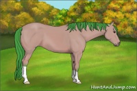 Horse Color:Watercolor Bay 